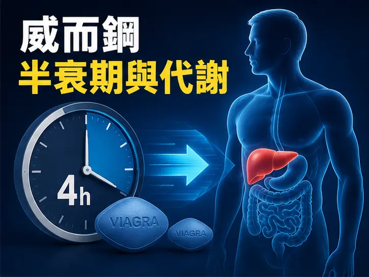💊 威而鋼半衰期是多久？西地那非的代謝時間分析