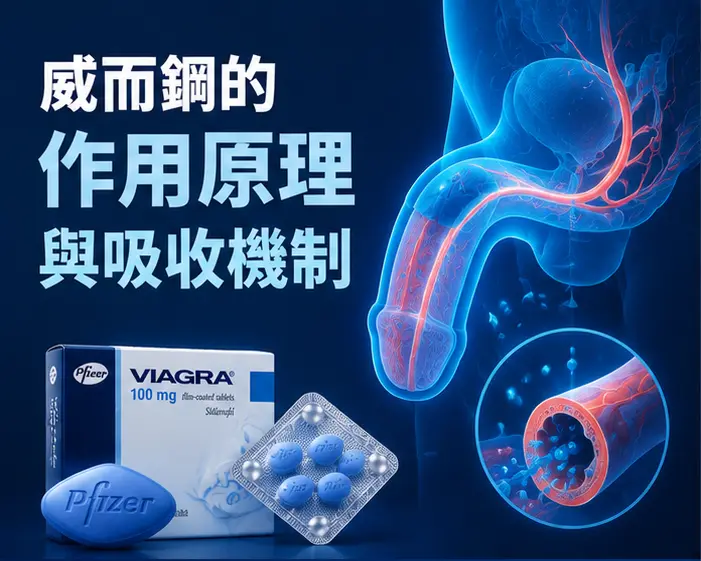 💊 威而鋼的作用原理與吸收機制