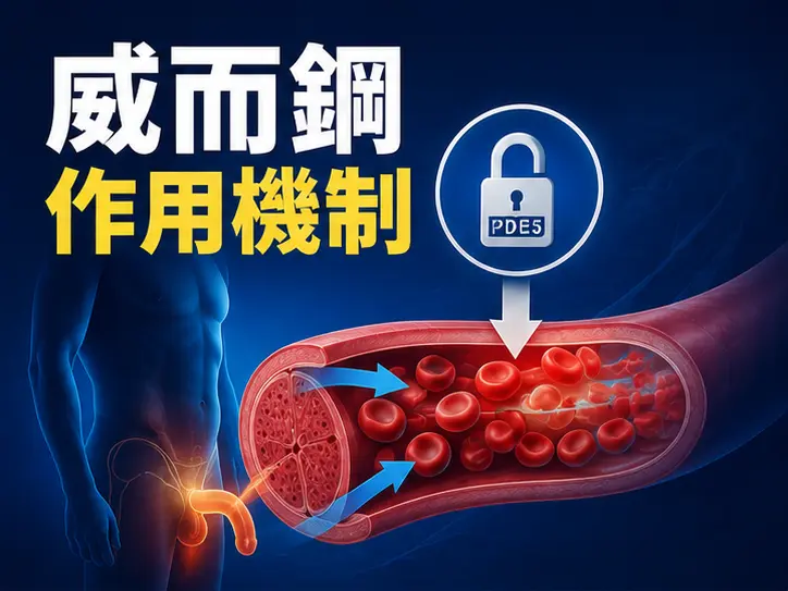 🔬 威而鋼作用機制:西地那非如何幫助勃起 🔬 威而鋼作用機制:西地那非如何幫助勃起