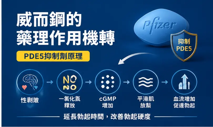 🧬 威而鋼的藥理作用機轉全解析