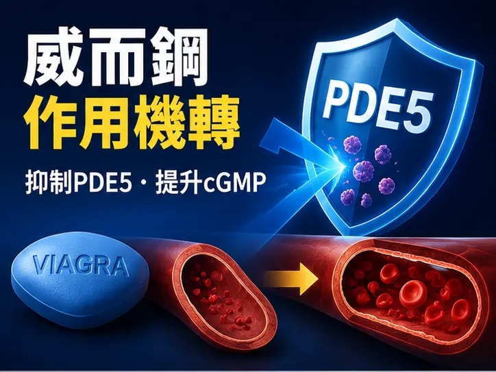 ⚙️ 威而鋼作用機轉：抑制 PDE5 酵素的科學原理